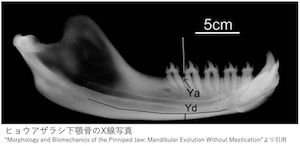 ヒョウアザラシの歯