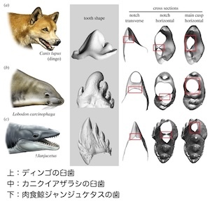 カニクイアザラシの歯
