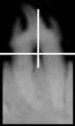 あざらし根分割