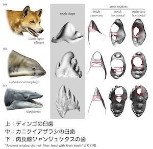 カニクイアザラシの歯